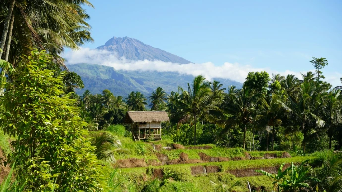 Lush rice fields with a majestic mountain in view.